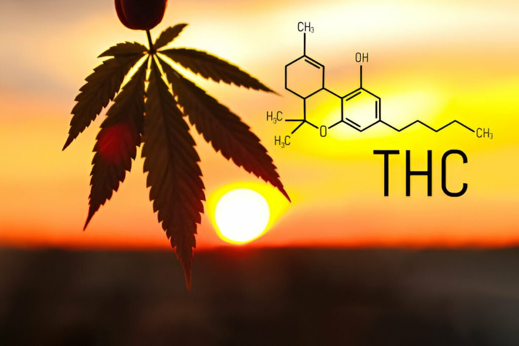 THC Oil And You: How It Can Improve Your Life